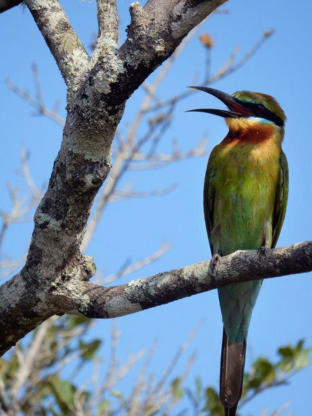 Blue-tailed bee-eater in Wilpattu National Park