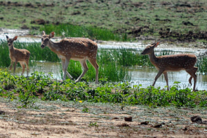 spotted deer in Wilmanna Sanctuary near Bundala
