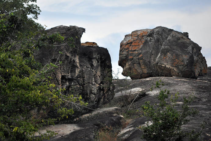 leopard on a boulder in Yala National Park in Sri Lanka