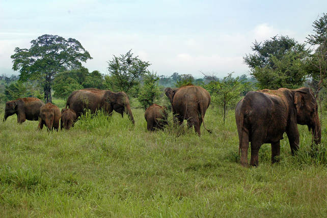 Asian elephant herd of females and juveniles in Udawalawe National Park