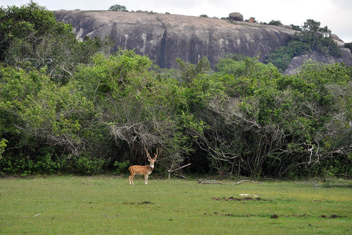 Chital in Kumana National Park in Sri Lanka