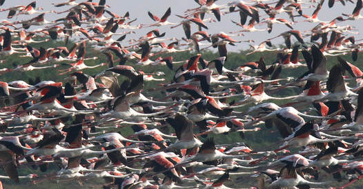 Flamingos in Thalladi wetlands near Mannar