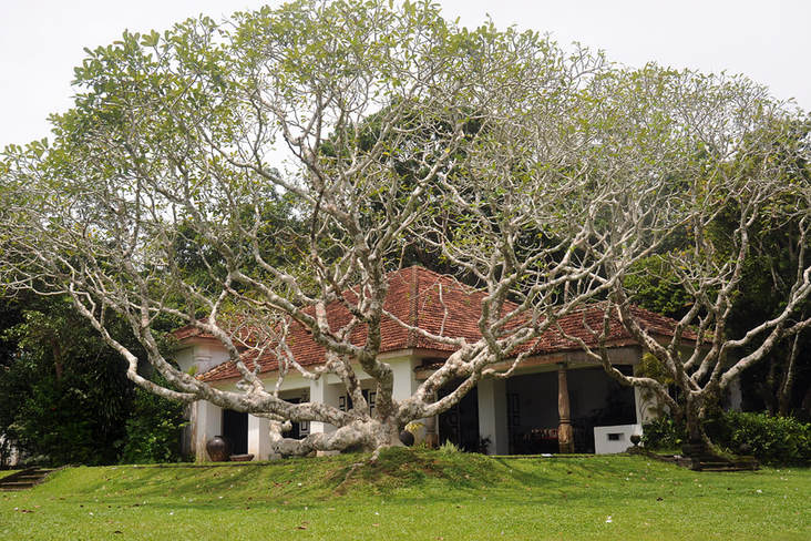 Frangipani tree at the mansion of Lunuganga estate