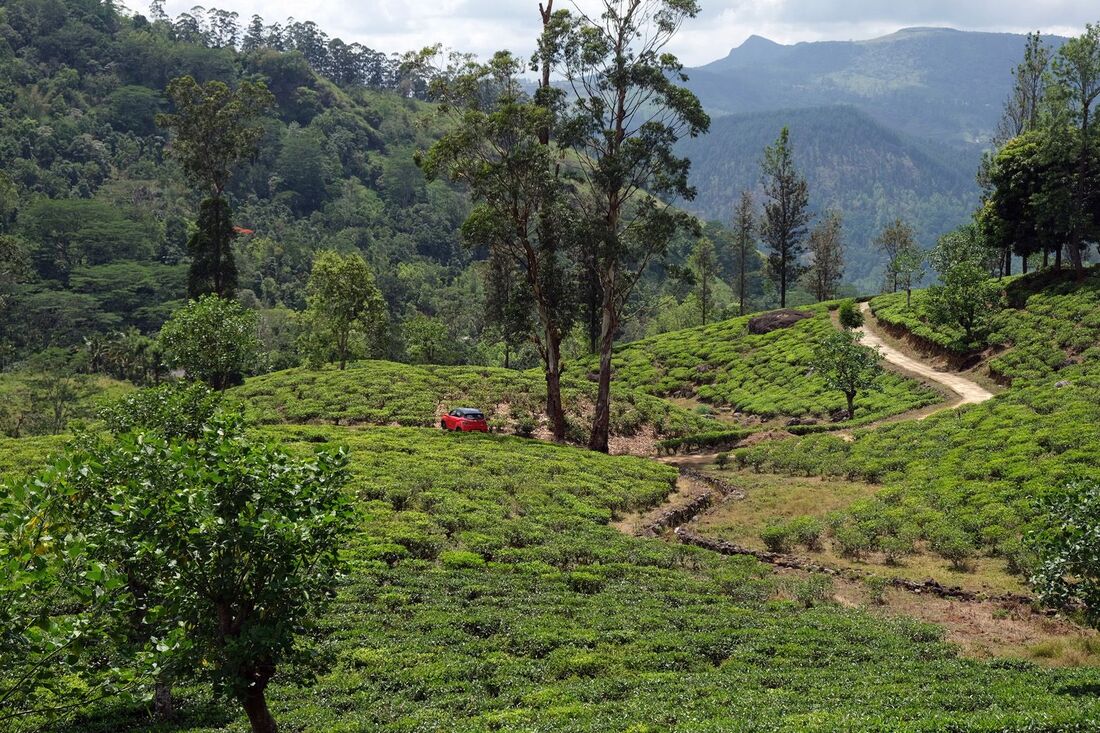 tea plantations of Gomara village in the highlands of Sri Lanka