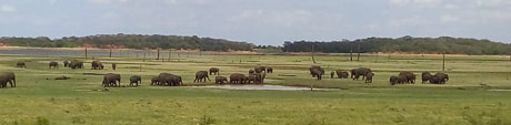 elephant safari in Kaudulla