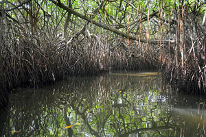 Madu Ganga boat tour crossing mangrove forest
