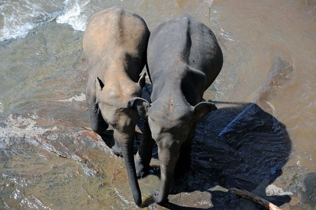 adult female elephants of the Pinnawela Elephant Orphanage in Sri Lanka