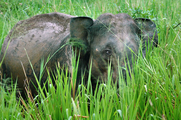 wild elephant in Sri Lanka's Udawalawe National Park 
