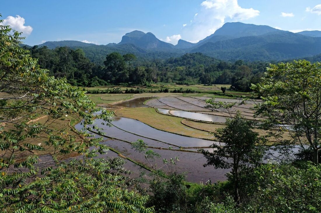 paddy fields of Ranamure village next to Narangamuwa in Sri Lanka