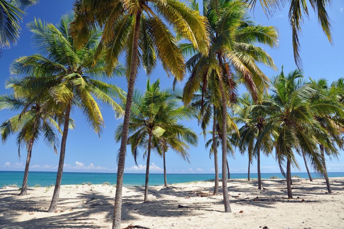 palm trees at the beach of Tirukkovil on the southeast coast of Sri Lanka