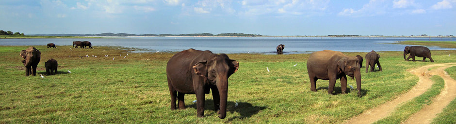 Asian elephants in Minneriya national park in Sri Lanka