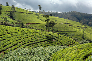 Tea plantation in the Dimbula area