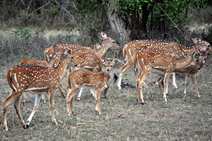 Chitals (Spotted Deer)