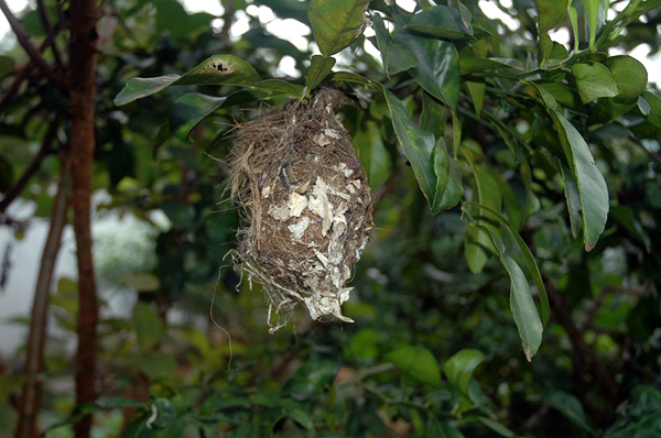 bird nest at an orange tree mihintale sri lanka