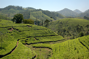 Dimbula Tea plantations