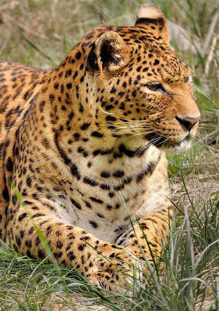 leopards are Wilpattu's main attraction