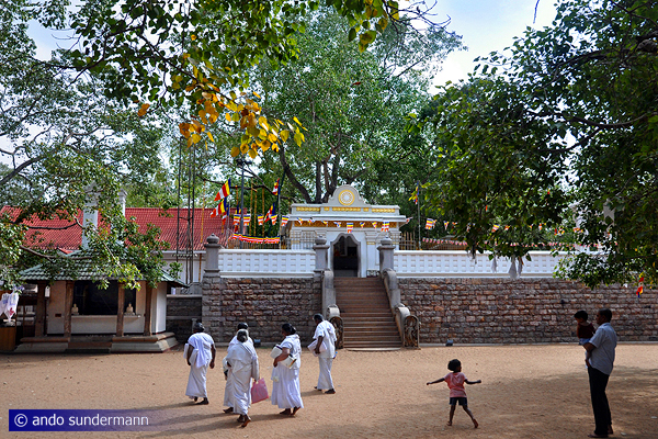 Bo-Baum in der Heiligen Stadt Anuradhapura in Sri Lanka