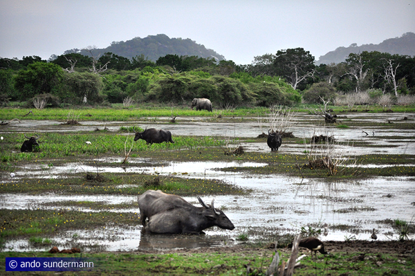 Feral water buffaloes in Yala National Park