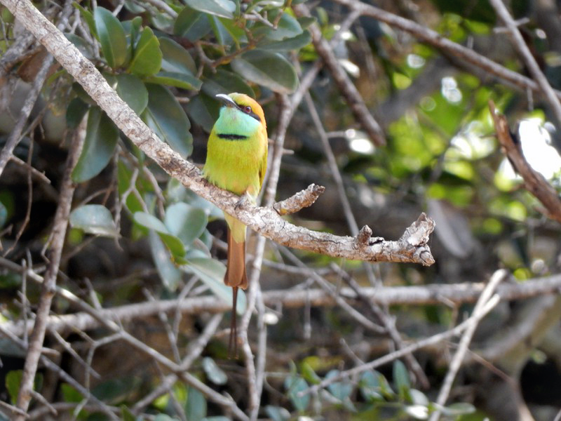 Little green bee-eater in Wilpattu National Park
