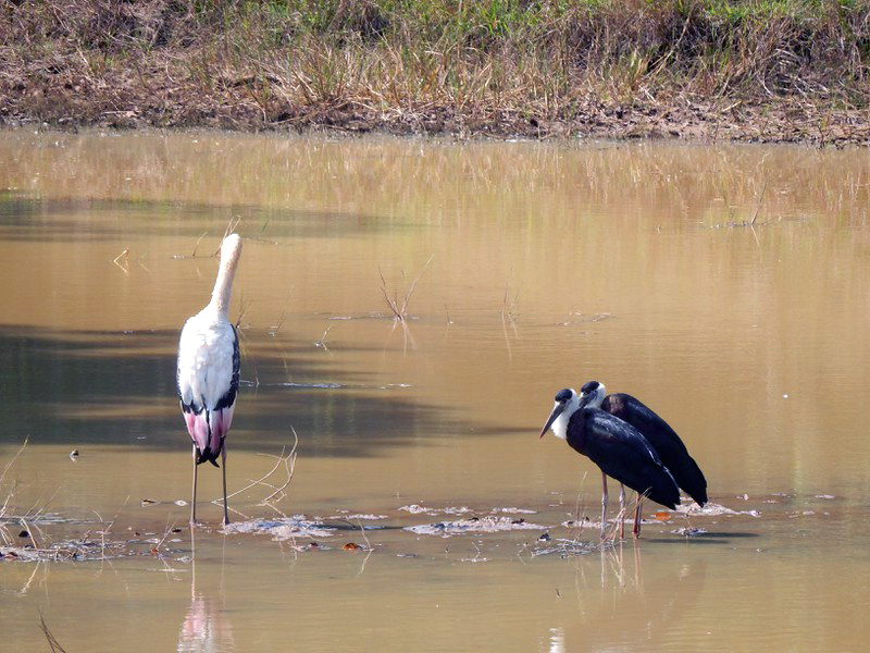 Painted stork and Woolly-necked storks in Wilpattu National Park