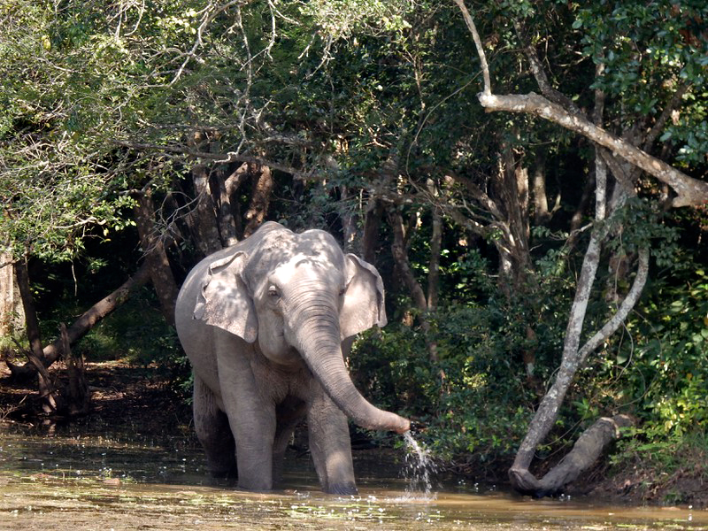 wild elephant in Wilpattu National Park