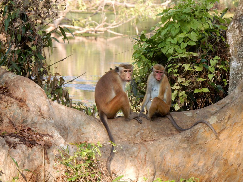 Toque makaques in Wilpattu National Park 
