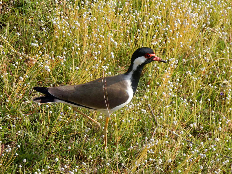 Red-wattled lapwing in Wilpattu National Park