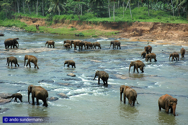 Pinnawala elephant bath