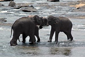 Pinnawala Elephant Bath