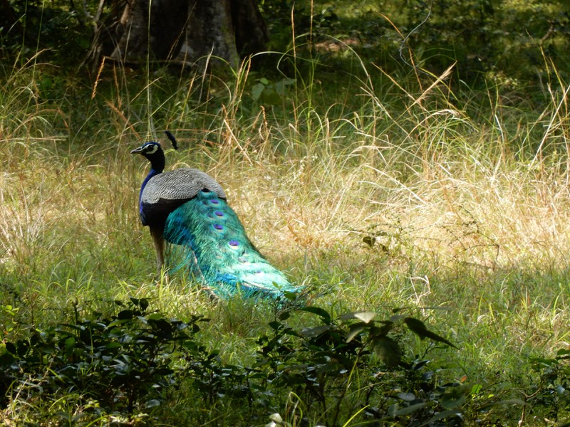 Monara peacock in Wilpattu National Park