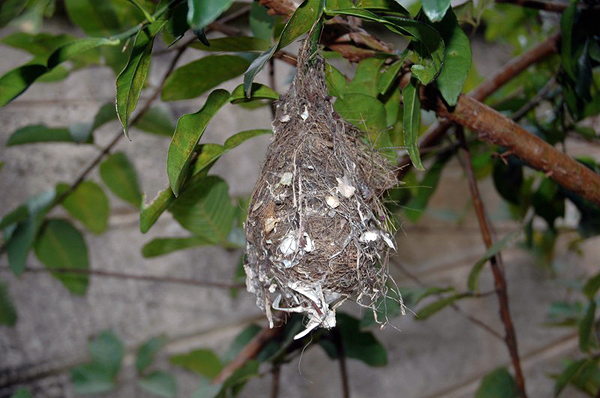 honey bird nest in the garden of Nuwan's guest house mihintale sri lanka