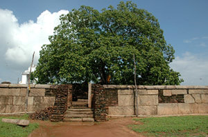 Bo-tree of Tantirimale