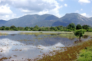 Ritigala mountain near Habarana in Sri Lanka