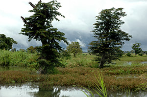 scenery in Somawathiya National Park