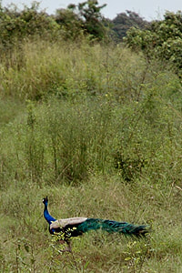 peacock in Somawathiya National Park