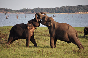 kissing elephants in Sri Lanka's Kaudulla National Park
