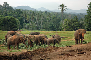 Pinnawela elephant orphanage in Sri Lanka