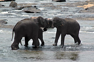 bathing elephants at Pinnawela