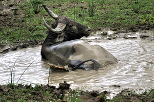 buffalo in Ruhuna National Park