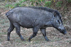 wild boar in Ruhuna National Park