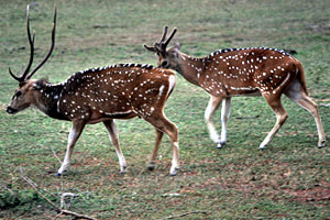 spotted deer in Ruhuna National Park