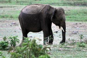 baby elephant in Ruhuna National Park