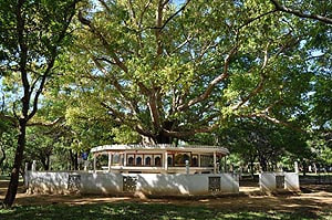 modern Bo-tree of the Ramba Vihara