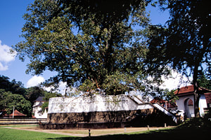 Bo-tree of the Pattini Devale in Kandy