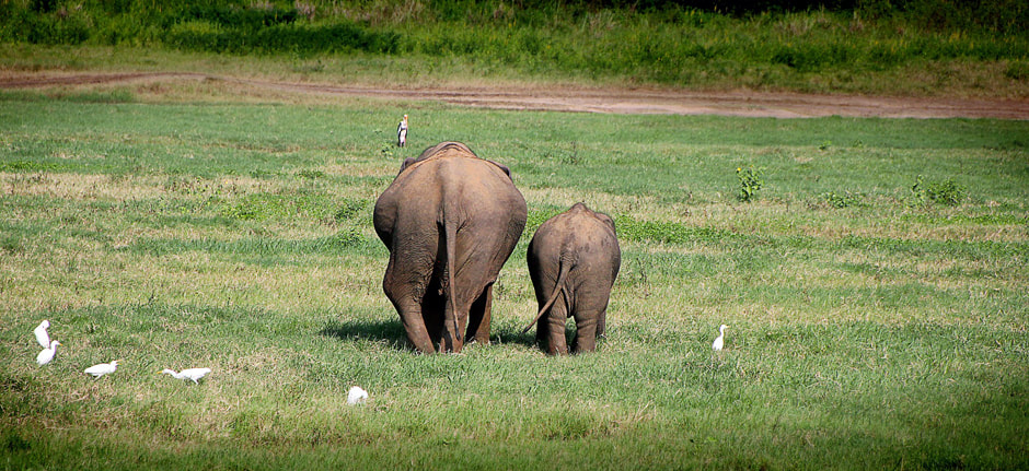 Indian elephants in Sri Lanka