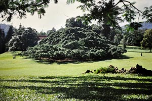Peradeniya Botanical gardens
