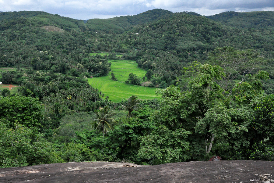forests and paddy fields near Alawwa in Sri Lanka