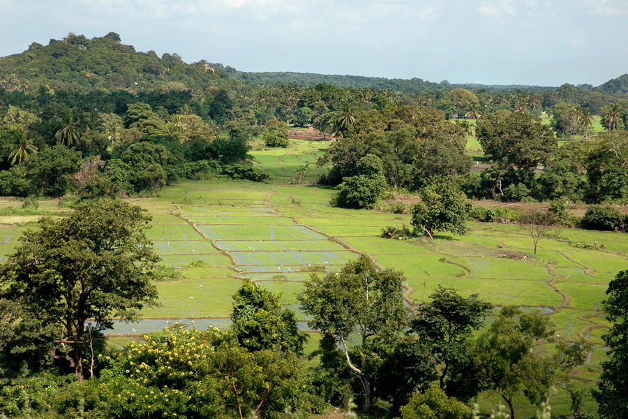 paddy fields below Minneriya dam