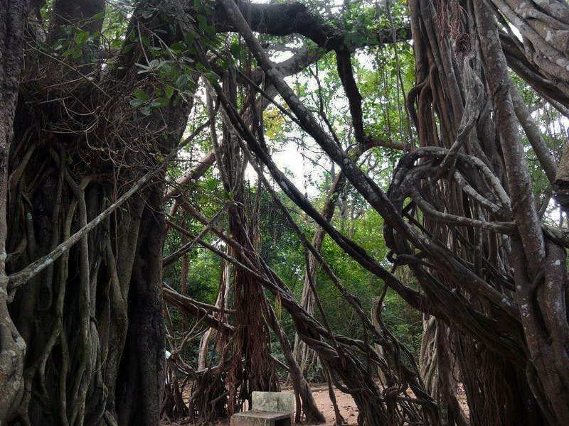 Banyan tree of Tapovane between Anuradhapura and Mihintale