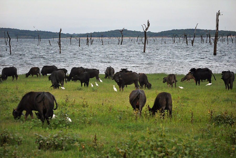 water buffaloes at Lake Kaudulla in Sri Lanka